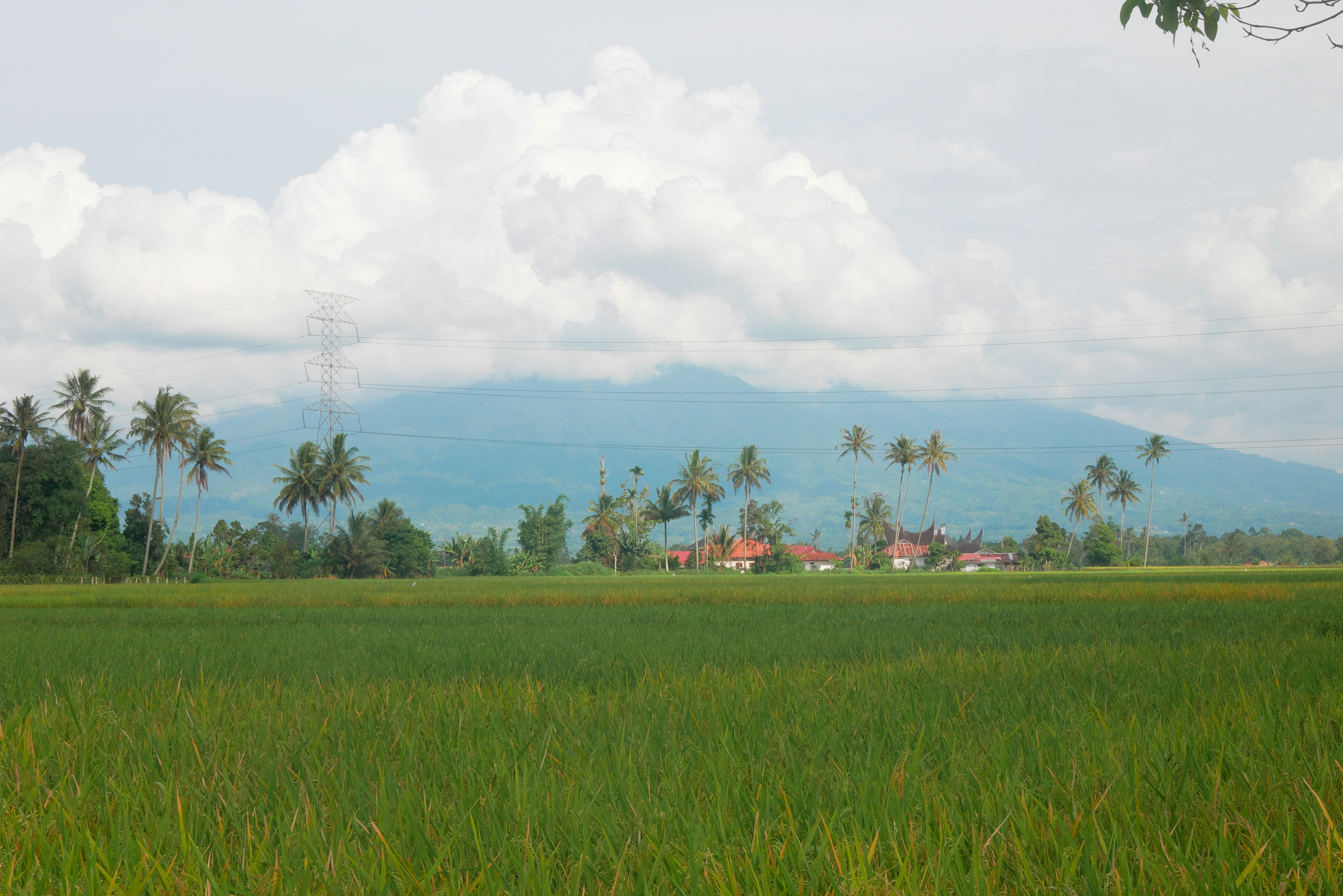 Rice Field Landscape